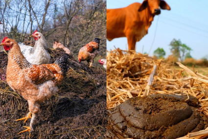 Phân gà và phân bò, phân nào tốt hơn?