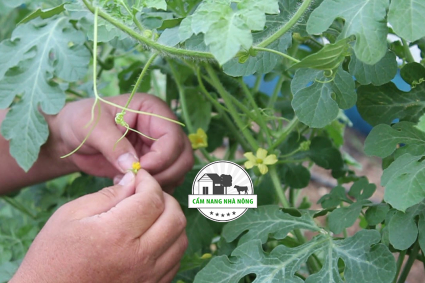 Cách thụ phấn cho dưa hấu