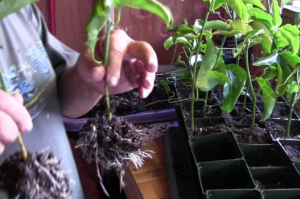 Cách trồng chanh dây bằng cành