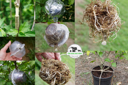 Chiết cành là gì?