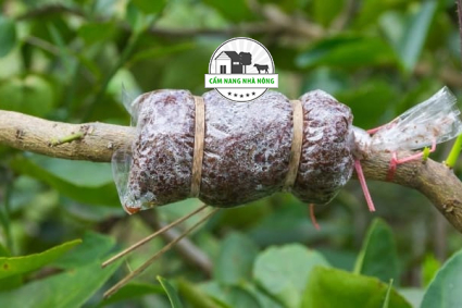 Cách chiết cành chanh