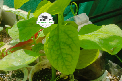 Nguyên nhân gây bệnh vàng lá gân xanh