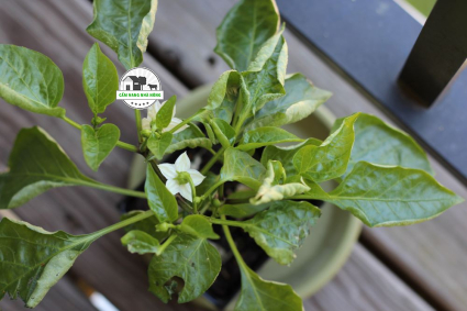 Cây ớt bị xoắn lá