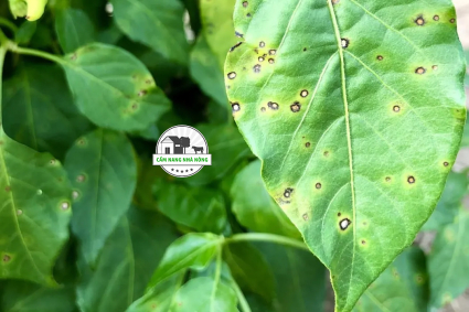 Bệnh khảm trên cây ớt