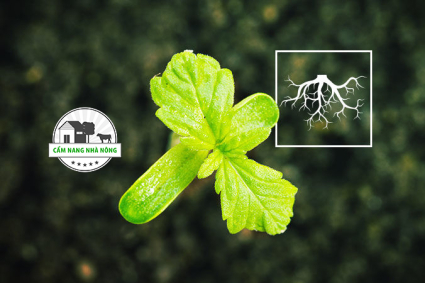 Vai trò của vi khuẩn vùng rễ rhizobacteria đối với cây trồng