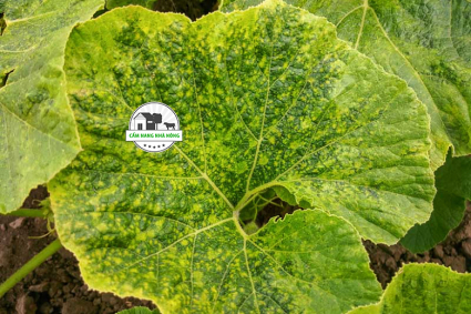 Bệnh khảm trên cây bí đỏ