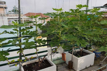 Trồng sung Mỹ trên sân thượng