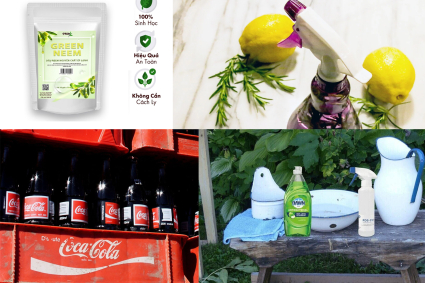 Diệt bọ trĩ bằng phương pháp sinh học