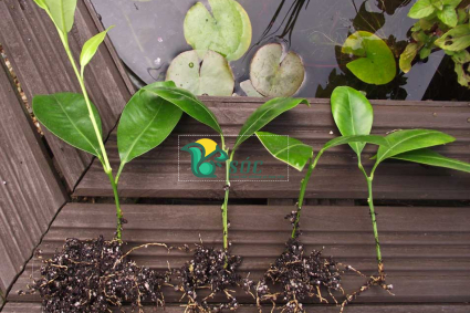 Cách giâm cành chanh nhanh ra rễ