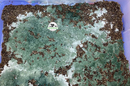 Cách làm nấm Trichoderma tại nhà