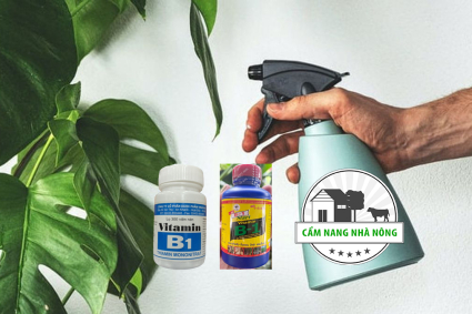 Cách sử dụng Vitamin B1 cho cây trồng