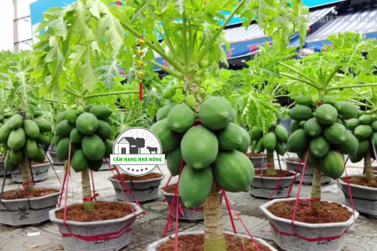 Cách trồng cây đu đủ trong chậu