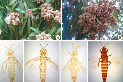 Bọ trĩ gây hại cây xoài