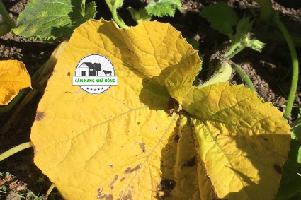 Cây bí đỏ bị vàng lá