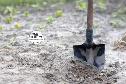 Các biện pháp cải tạo đất cát để trồng cây