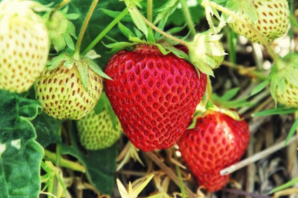 Mẹo trồng dâu tây không bị thối