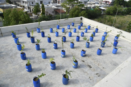 Cách trồng ổi trên sân thượng