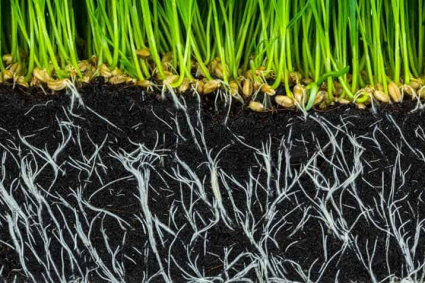 Công dụng của Axit humic với cây trồng