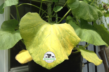 Cây bị vàng lá do thiếu chất gì?