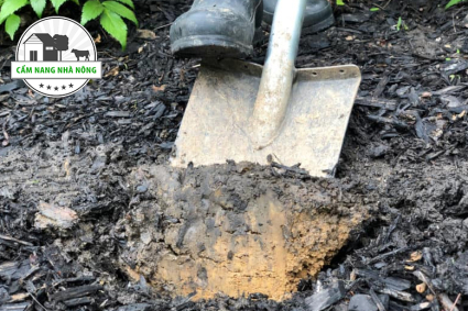 Cách cải tạo đất sét trồng cây