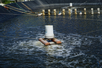 Cách hạ phèn cho ao nuôi tôm