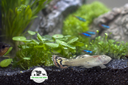 Nguyên nhân cá chết trong hồ thủy sinh