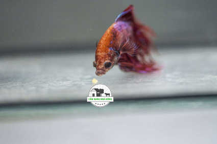 Dấu hiệu cá bị sốc nước