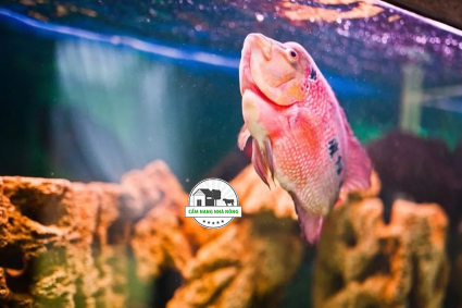 Cá bị sốc nhiệt