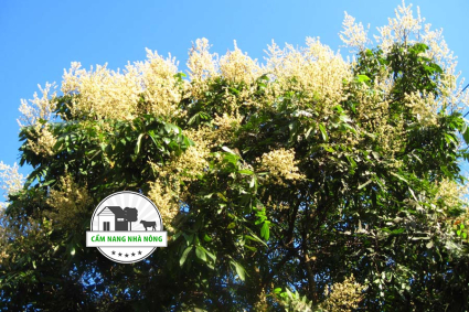 Cách xử lý ra hoa bằng KNO3