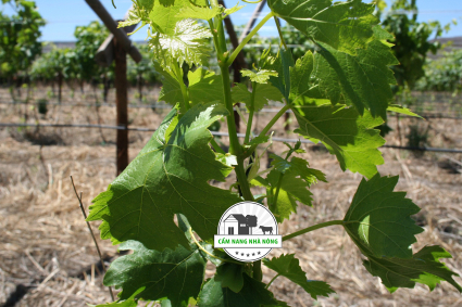 Tại sao cây nho không ra quả?