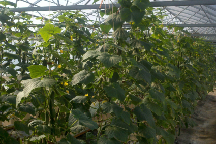 Các loại cây có thể trồng trong nhà kính