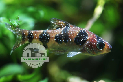 Tìm hiểu nguyên nhân gây bệnh nấm trắng ở cá