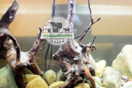 Cách xử lý hồ cá bị nấm trắng