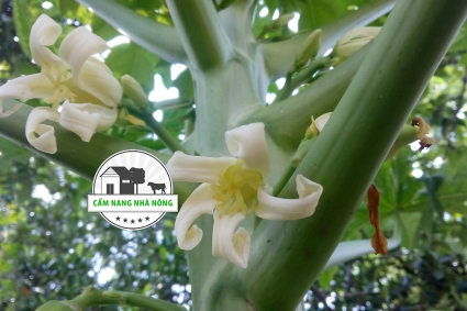 Cây đu đủ ra hoa nhưng không đậu quả