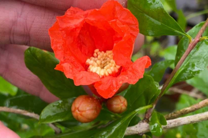 Cách thụ phấn cho cây lựu