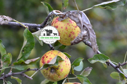 Bệnh thán thư thường gây hại những cây ăn quả nào?