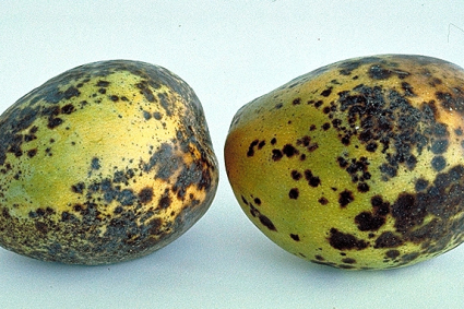 Nguyên nhân bệnh thán thư hại xoài