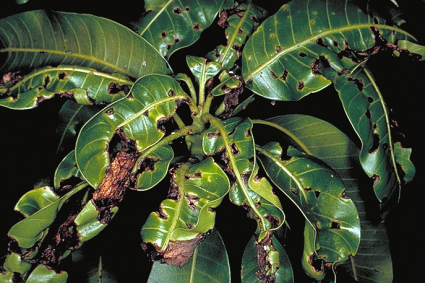 Thuốc đặc trị bệnh thán thư trên xoài