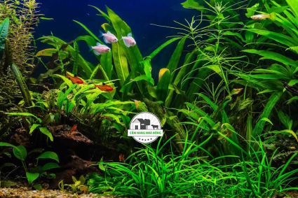 Cách khử nitrat (NO3) cho bể cá