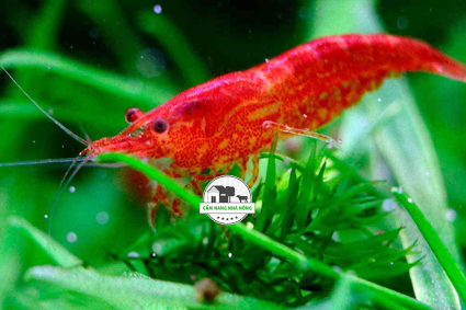 Kỹ thuật nuôi tép cảnh