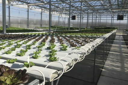 Quy trình trồng cây cho nhà kính