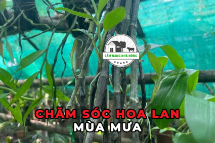 Mẹo chăm sóc hoa lan vào mùa mưa