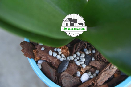 Cách bón phân NPK cho hoa lan