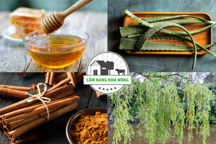 Các chất tự nhiên kích thích cây ra rễ