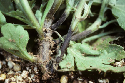 Cây hoa cúc bị thối thân