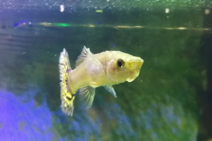 Cá 7 màu (Guppy) bị xù vảy