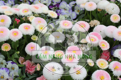 Tìm hiểu về hoa cúc Anh Bellis