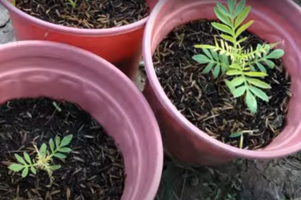 Tìm hiểu và xử lý hoa cúc vạn thọ vàng đọt (ngọn)