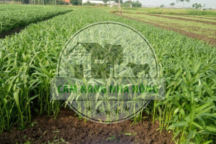 Hướng dẫn trồng và chăm sóc rau muống từ hạt