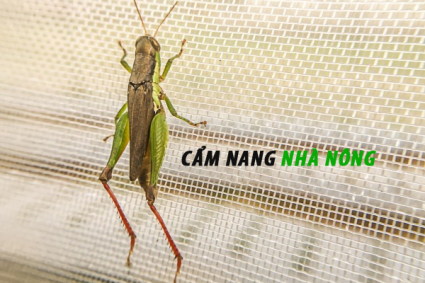 Lưới chắn côn trùng nông nghiệp